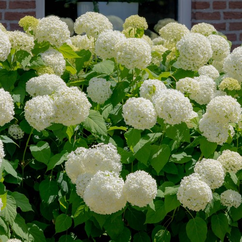 Gartenhortensie snowball - gartenhortensie, 2l