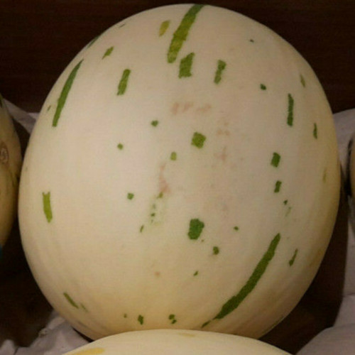 Honigmelone dino snowball - honigmelone,