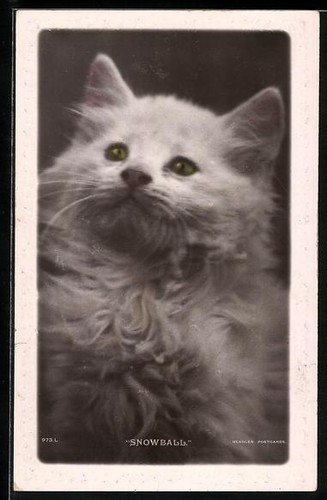 Snowball portrait - snowball,,