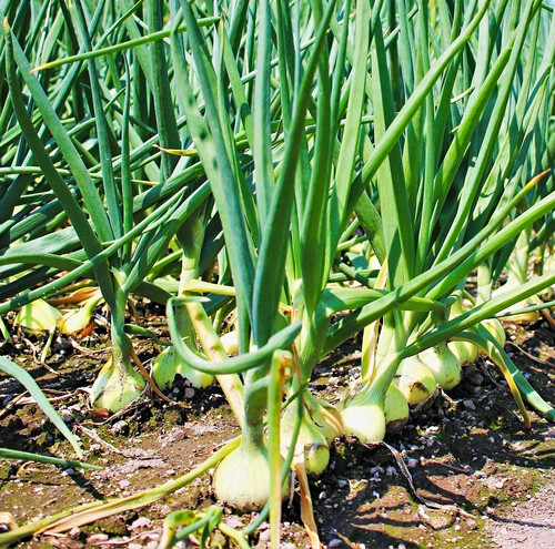 Saatgut zwiebel snowball 20 - saatgut,