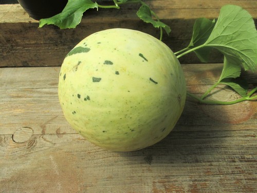 Melonensamen snowball melone - melonensamen, snowball-melone