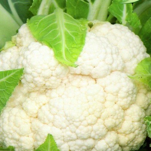 Kohl blumenkohl early snowball - blumenkohl,