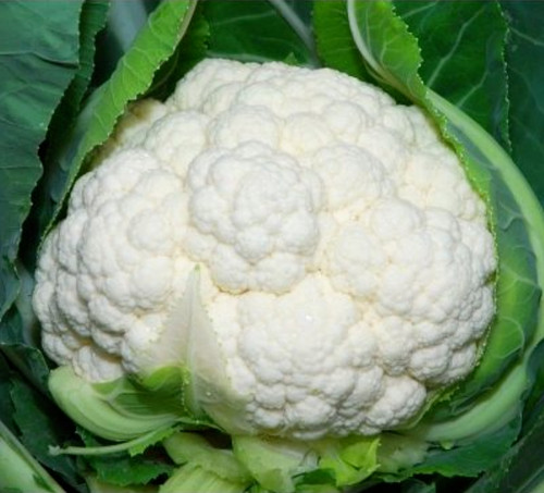 Samen blumenkohl - +,