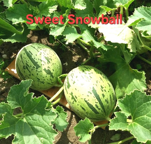 Honigmelonen zuckermelonen - honigmelonen,