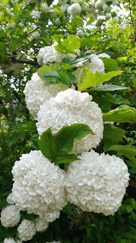00311a paniculata white - paniculata,