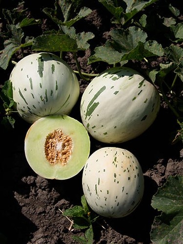 Samen zuckermelone sweet - samen,