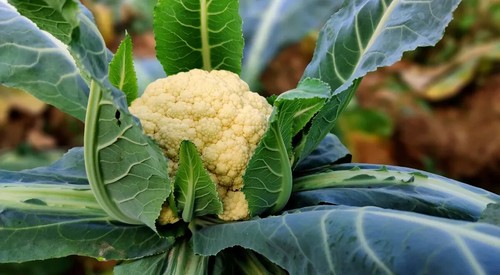 Samen blumenkohl - 30+,