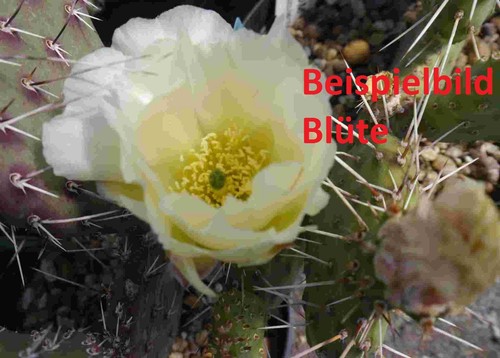 Opuntia polyacantha snowball