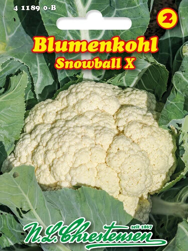 Blumenkohl snowball - blumenkohl, x