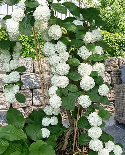 8000274 hydrangea hortensie - hydrangea,