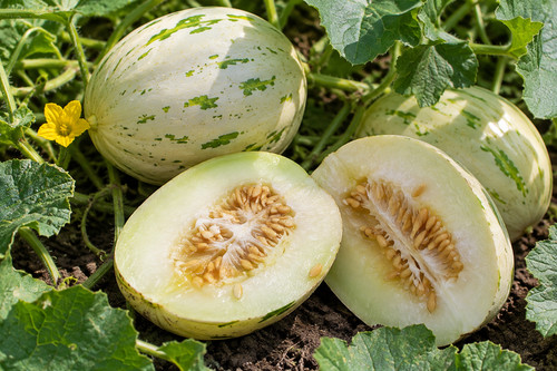 1612cm melone snowball - melone,