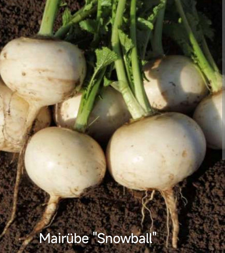 Mairübe snowball brassica - mairübe, "snowball"
