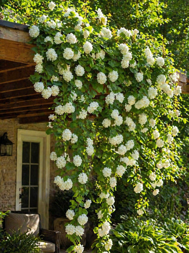 Sale273 snowball bush gemeiner - snowball,