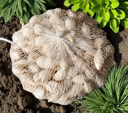 Wintersteckzwiebel snowball - wintersteckzwiebel,