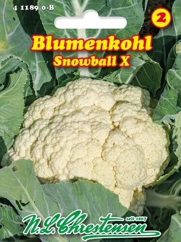 Blumenkohl snowball - blumenkohl, x